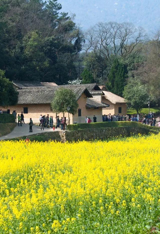 圣地黄花分外香,风景这边独好!【韶山唯美油菜花映像】