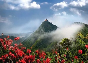 我愛韶山的紅杜鵑-相約人間四月天，韶山最美映山紅！