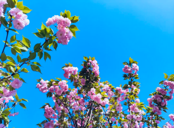 夏日漫游记 | 益阳万源明达高级中学校园夏日美景分享