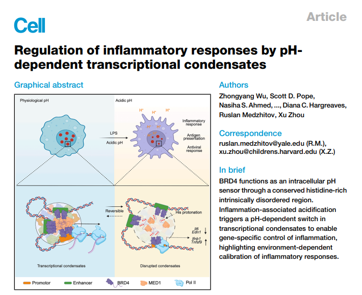 发炎了别急着乱吃药！《Cell》顶刊颠覆认知：身体变“酸”，其实是在救你