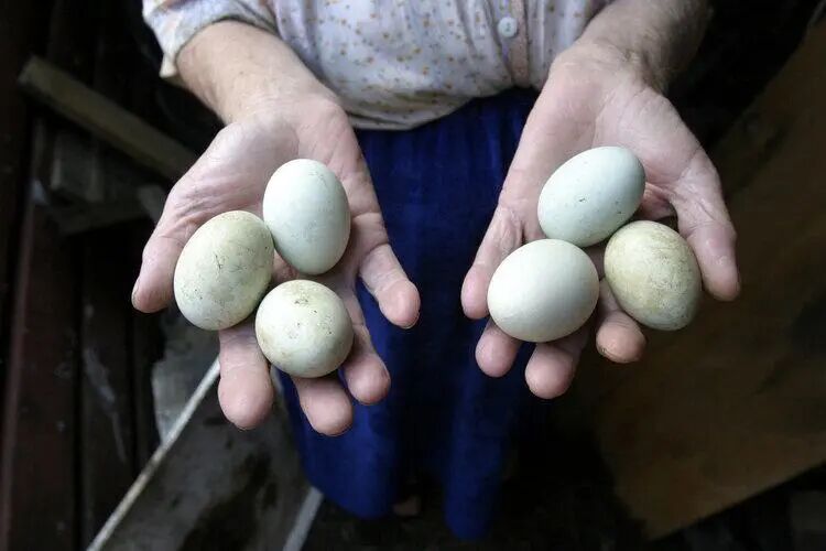 激素鸡蛋危害大，不仅有毒还致癌？提醒：4种鸡蛋尽量少吃或不吃！